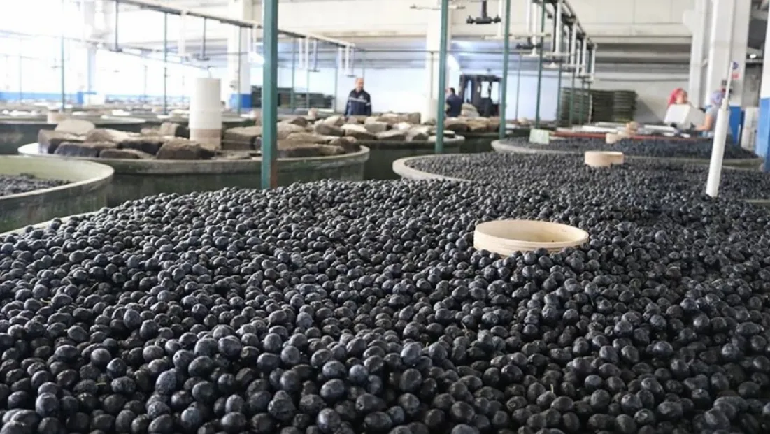 Marmarabirlik Zeytincilerin Yüzünü Güldürdü