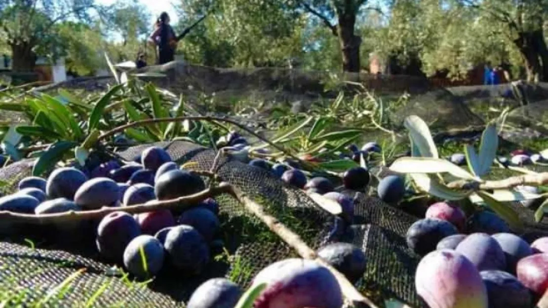 15 yılda zeytin ağacı sayısı yüzde 50 arttı