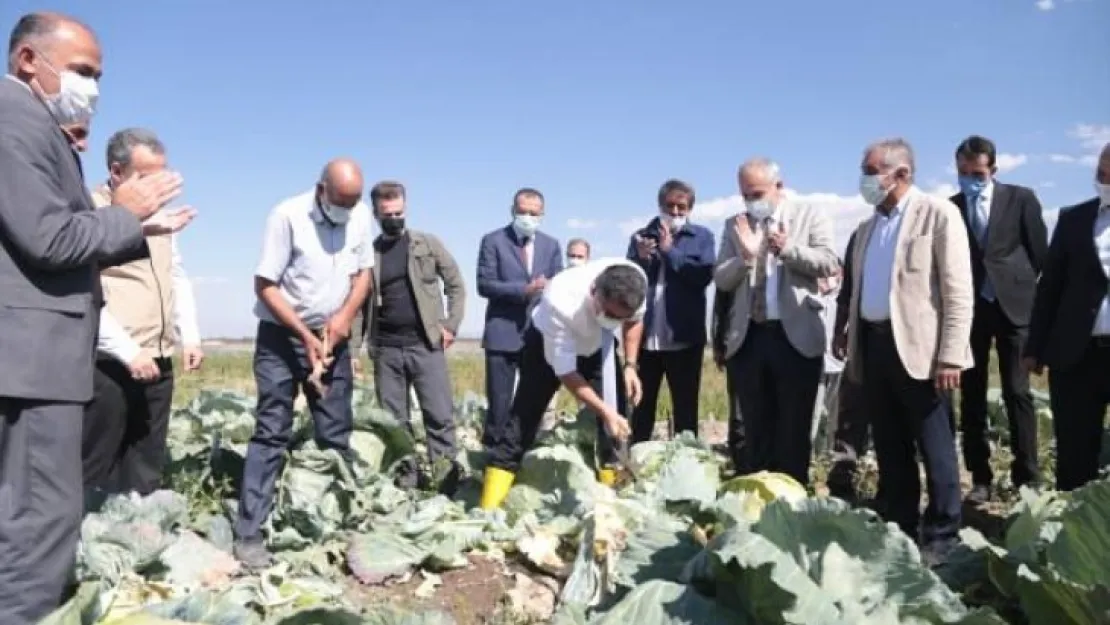 2 bin rakımlı ovadaki seralarda hasat zamanı