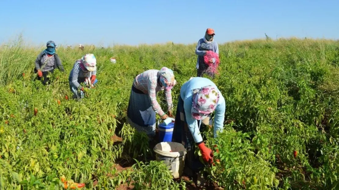 2. Uluslararası Tarım ve Gıda Etiği Kongresi Toplanıyor