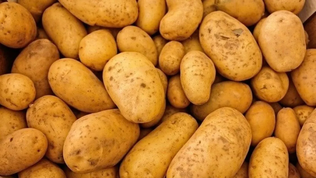 60 kuruşa tüccarın almadığı patates filizlenmeye yüz tuttu