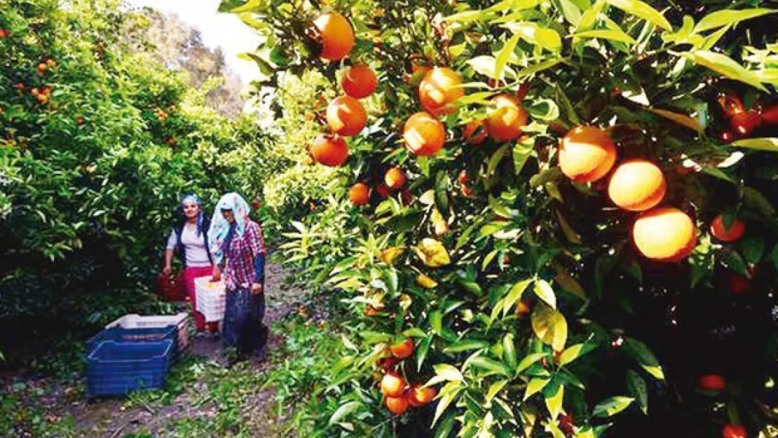 Akdeniz'de Narenciye Üreticisini Dolandıran Çete Yakalanamadı!