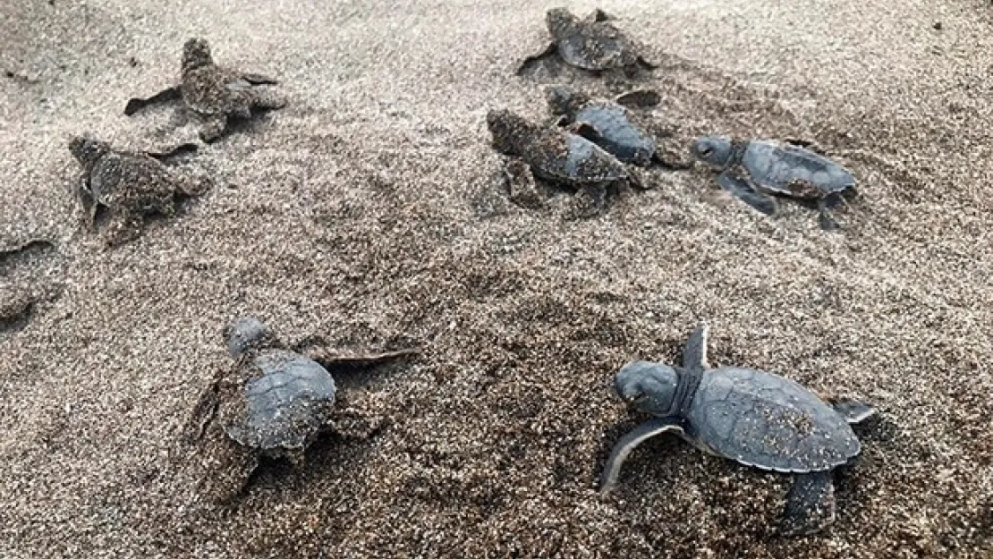 Alanya'da caretta carettalar denizle buluştu