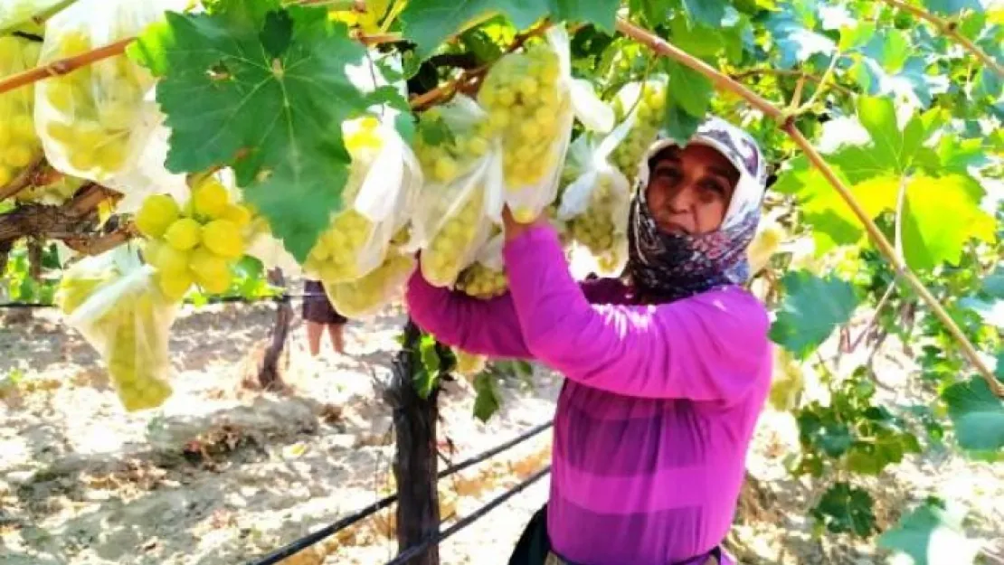 Bağdaki 4 bin salkımı poşetlerle kapladı