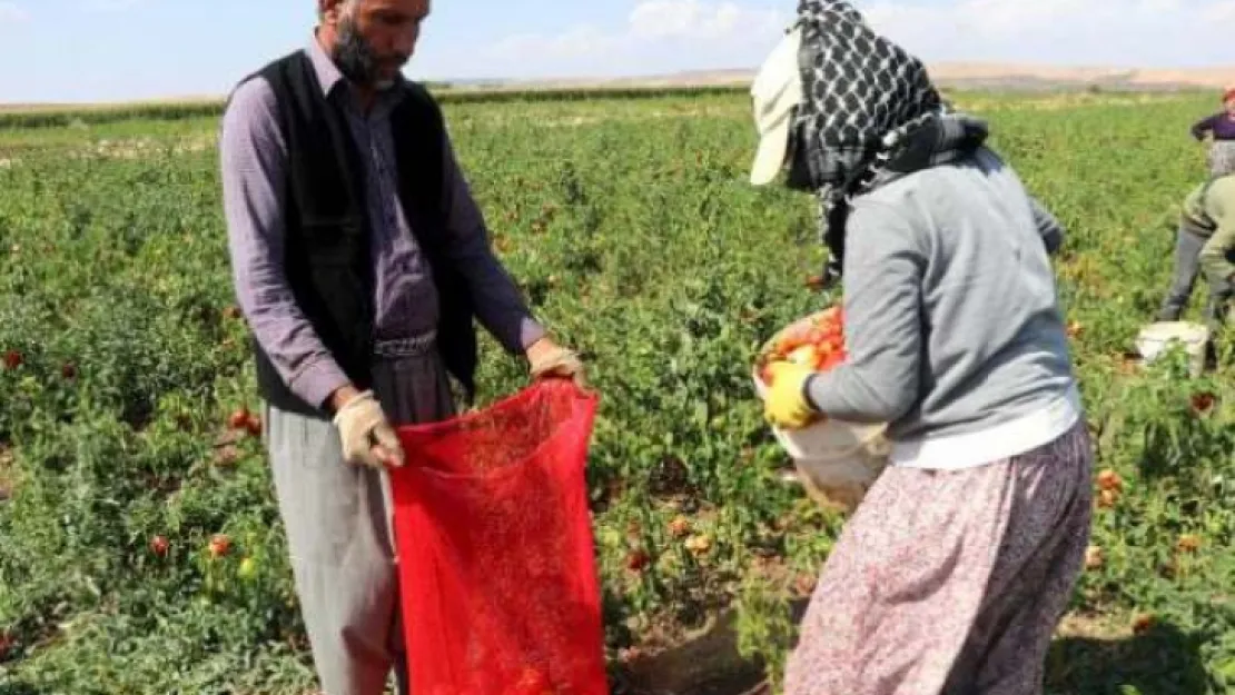 Bazı ürünlerin ihracatı dönemsel düzenlenecek