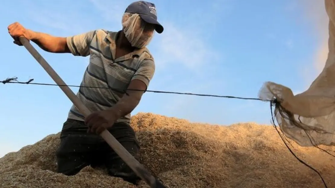 Buğday fiyatları çiftçileri sevindirdi