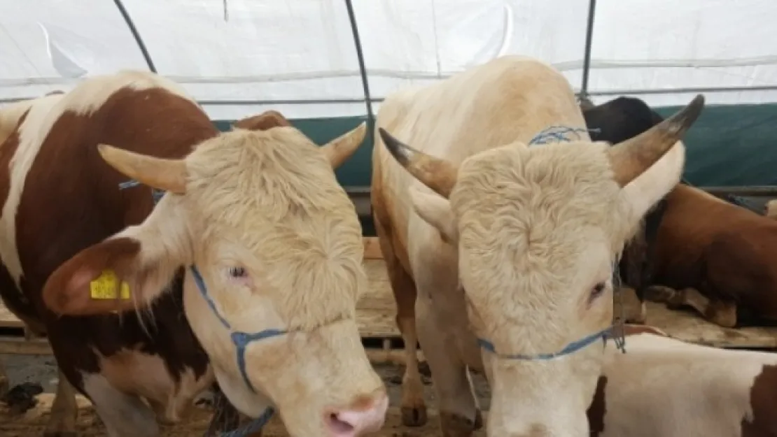 Burdur'da Kurbanlıklara Talep Azaldı