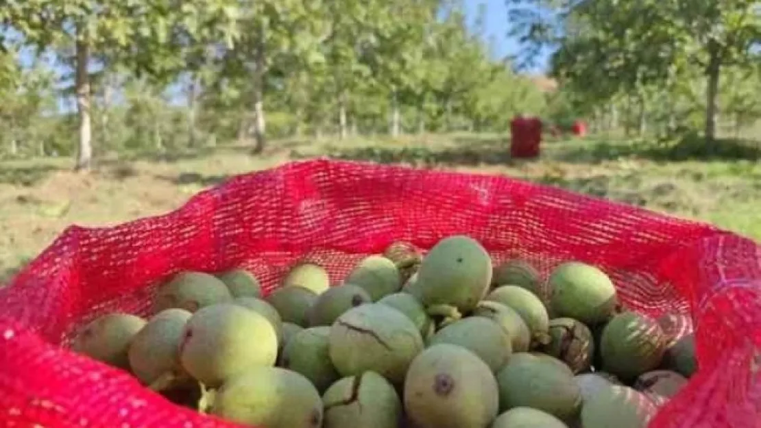 Bursa'daki ceviz bahçelerinde hasat başladı