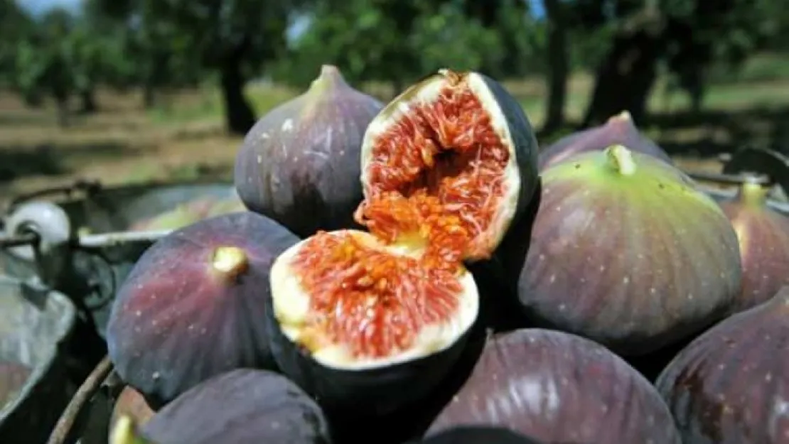 Bursa Siyah İnciri, Çin yolunda