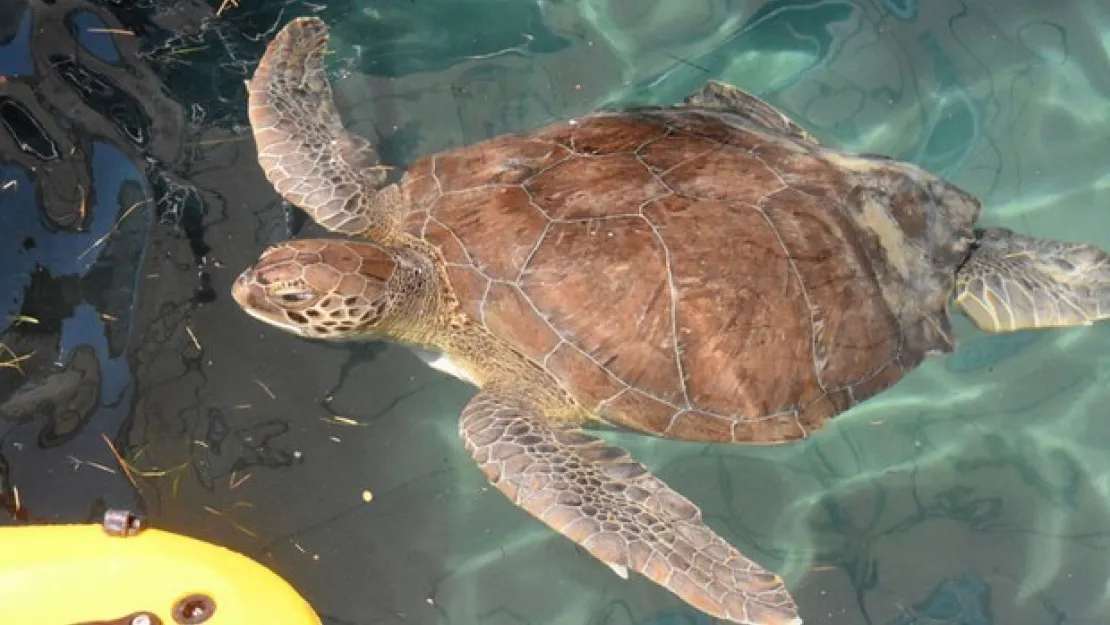 Caretta carettaların koronavirüs keyfi