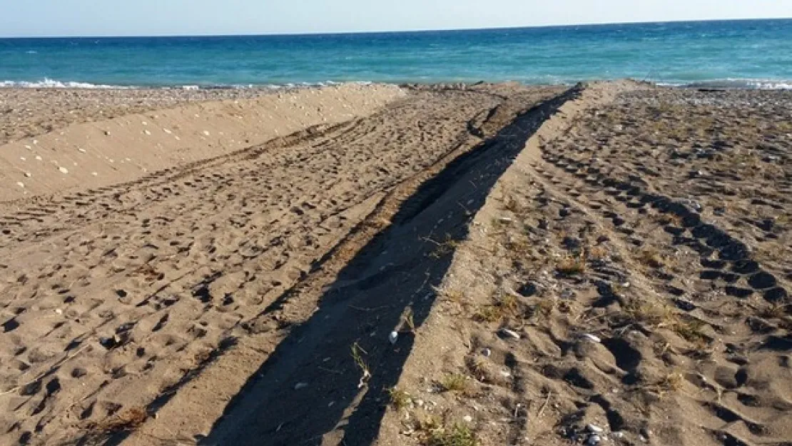 Caretta Yuvalarını Dağıtan İş Makinesine Ceza