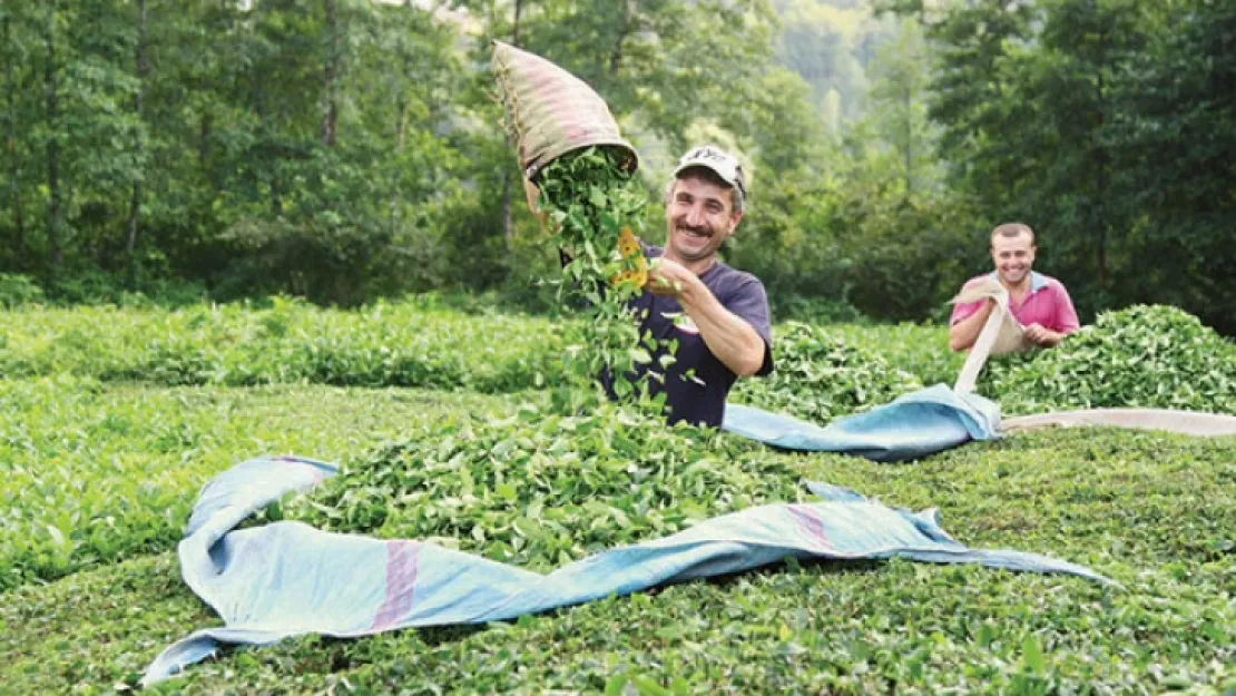 ÇAYKUR'dan yaş çay alım fiyatıyla ilgili açıklama