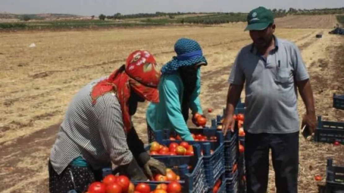 Domates üreticisi talebe yetişemiyor