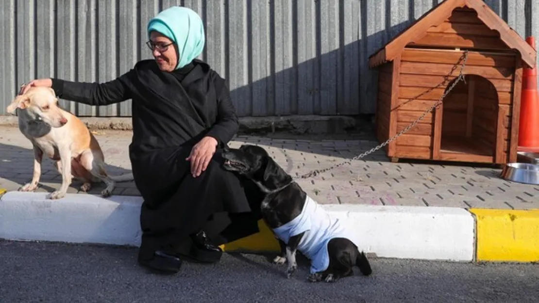 Emine Erdoğan, engelli köpek 'Leblebi'yi sahiplendi