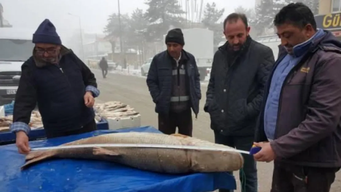 Erzincan'da yakalandı, görenleri şaşkına çevirdi! Kilosu 50 lira