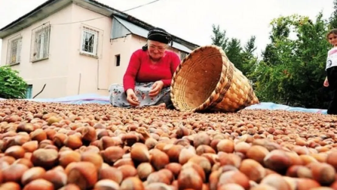 Fındıkta üreticinin taban fiyat beklentisi en az 30 lira