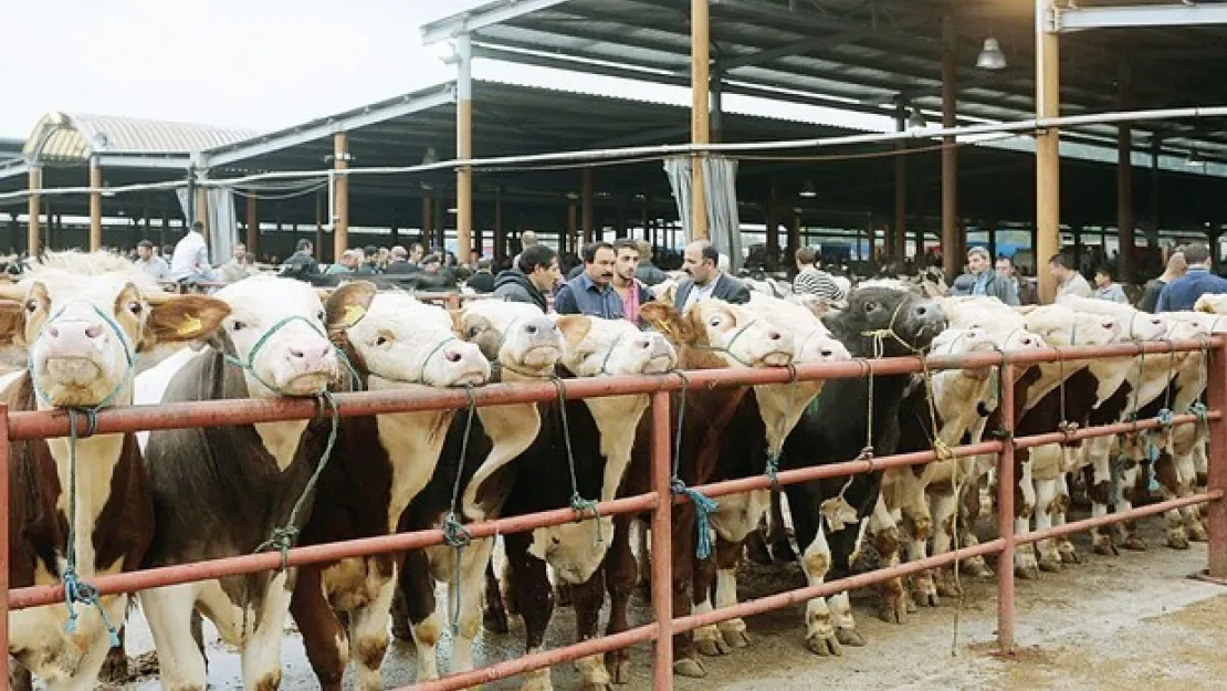 Hayvan satış yerlerine yeni düzenleme