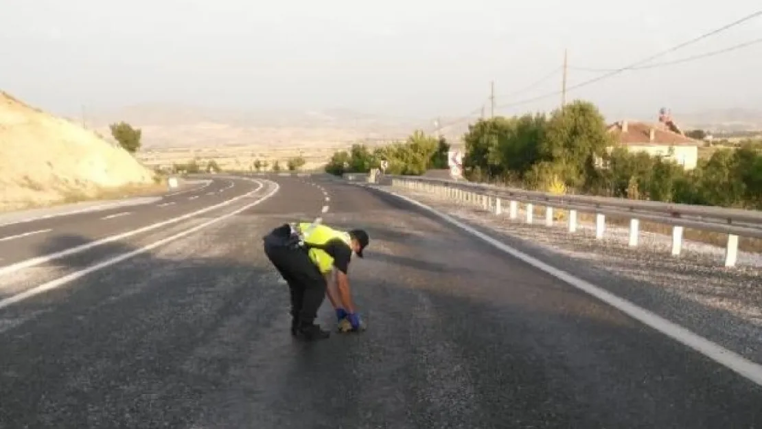 Jandarma karayoluna çıkan  kaplumbağlar için seferber oldu