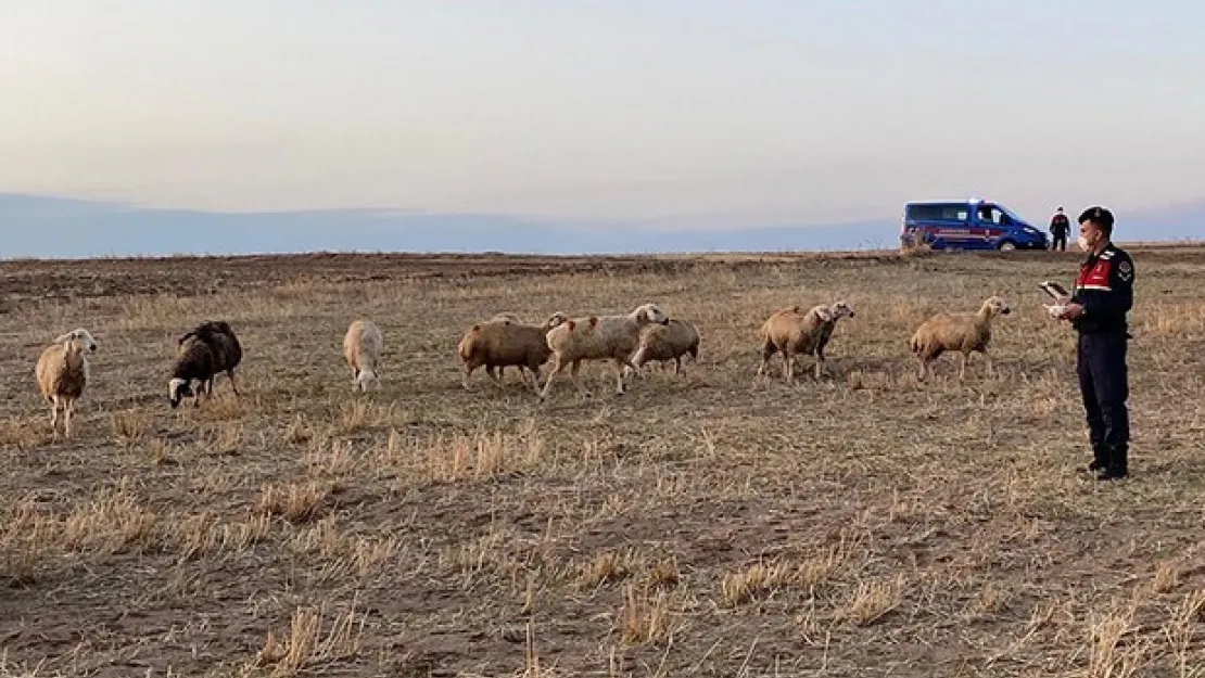 Jandarma kayıp koyunları drone ile buldu