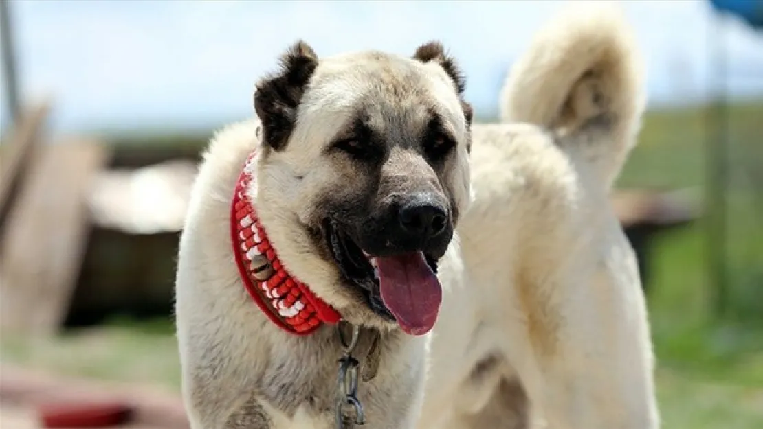 Kangal köpeklerine çipli koruma