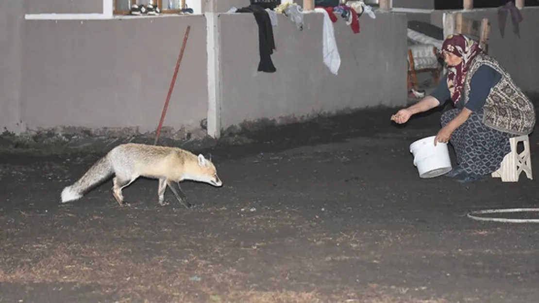 Kars'ta davetsiz misafiri tilkiyi her gün elleriyle besliyor