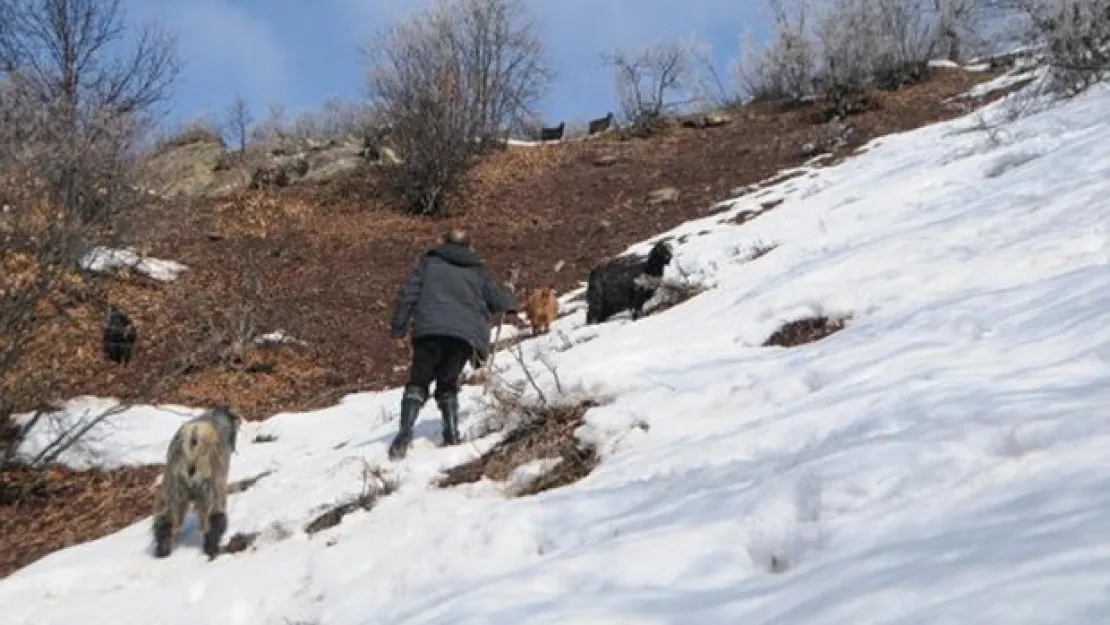 Keçilerini beslemek için her gün 8 kilometre yol gidiyor