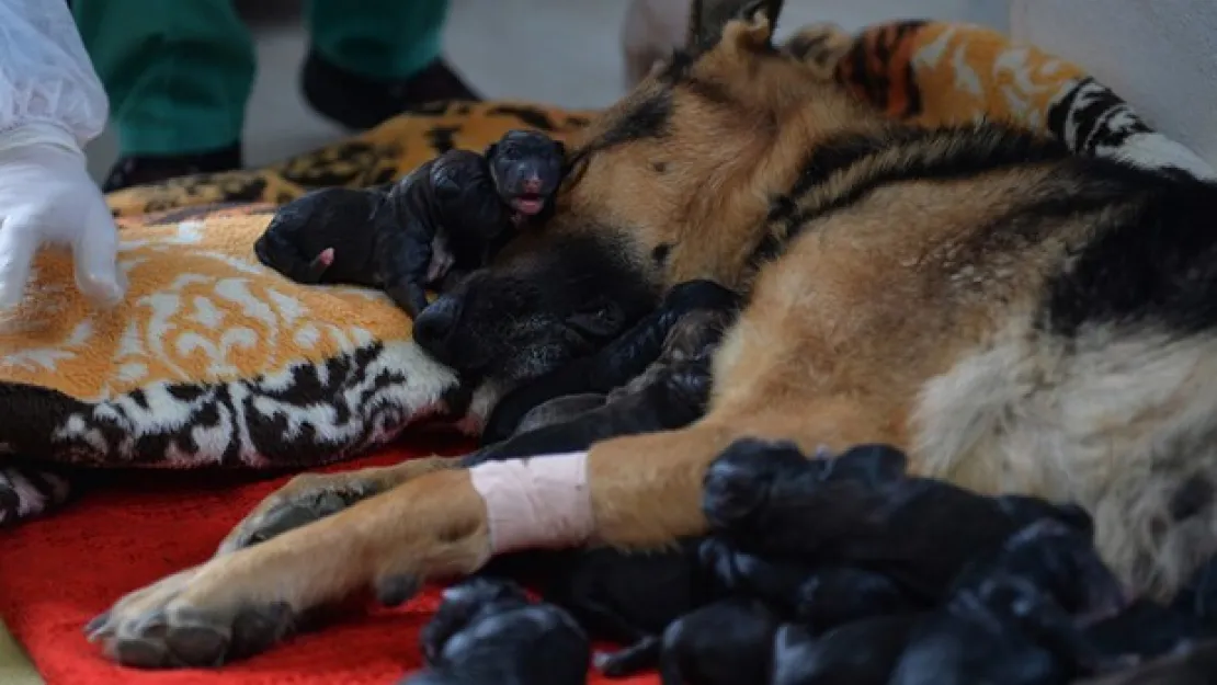 Köpeğe Sezaryenle Doğum Yaptırıldı