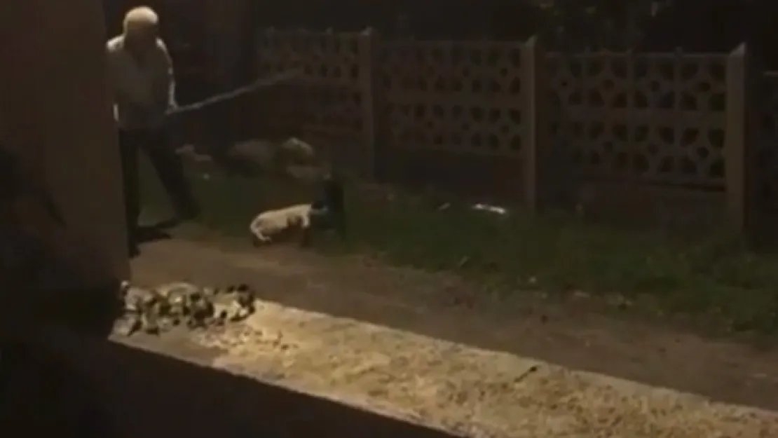 Köpekleri sopa ile dövüyordu! Gözaltına alındı