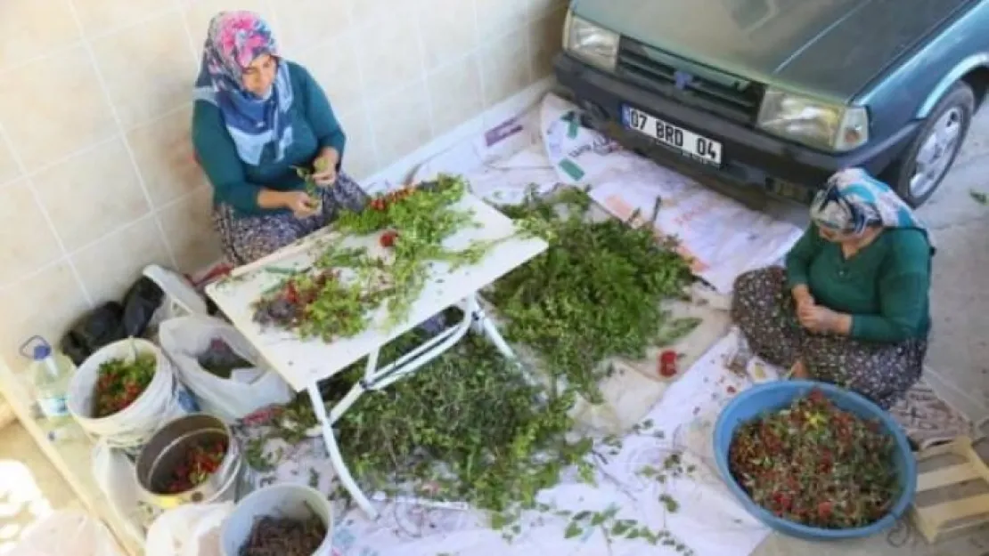 Köylü kadınlar üretiyor, Avrupa'ya satılıyor