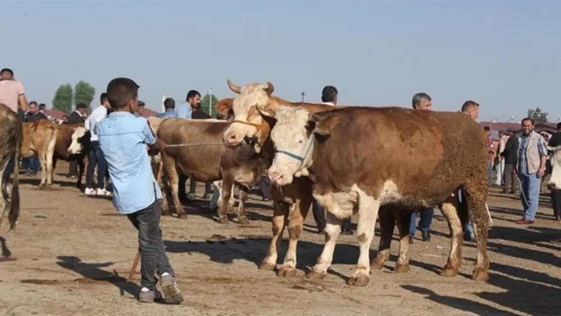 Kurban Bayramı Ciddi Bir Eşik