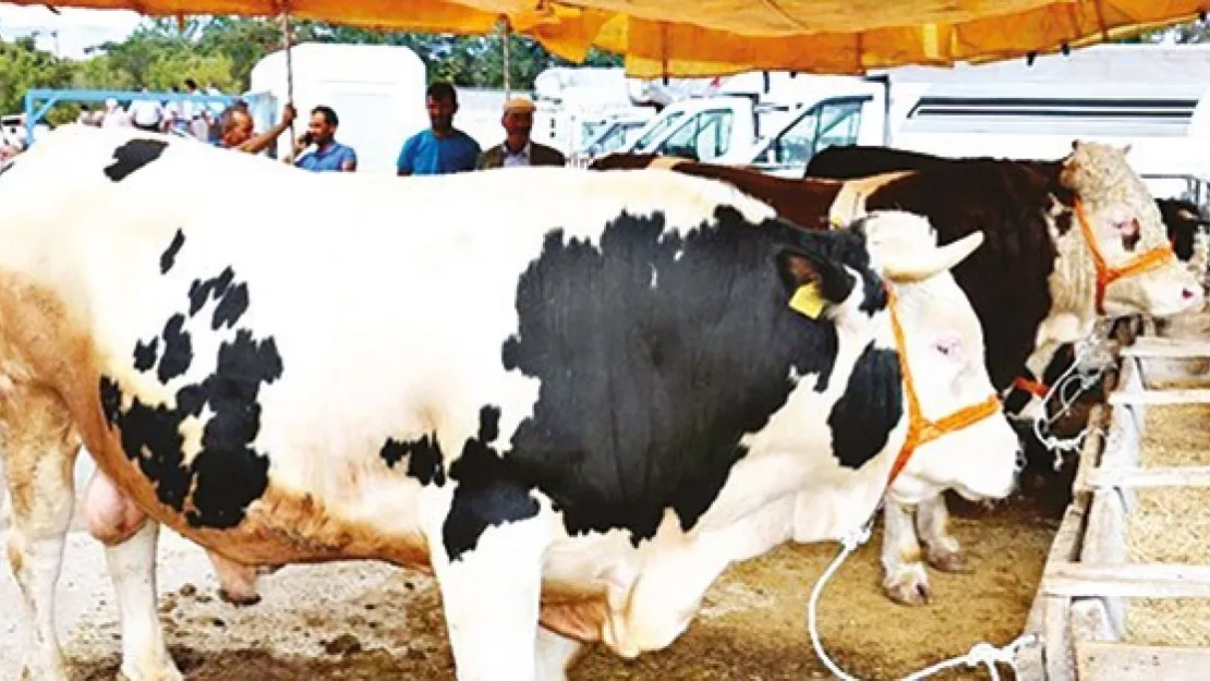 Kurban Satış Alanları İçin Yeni Düzenleme