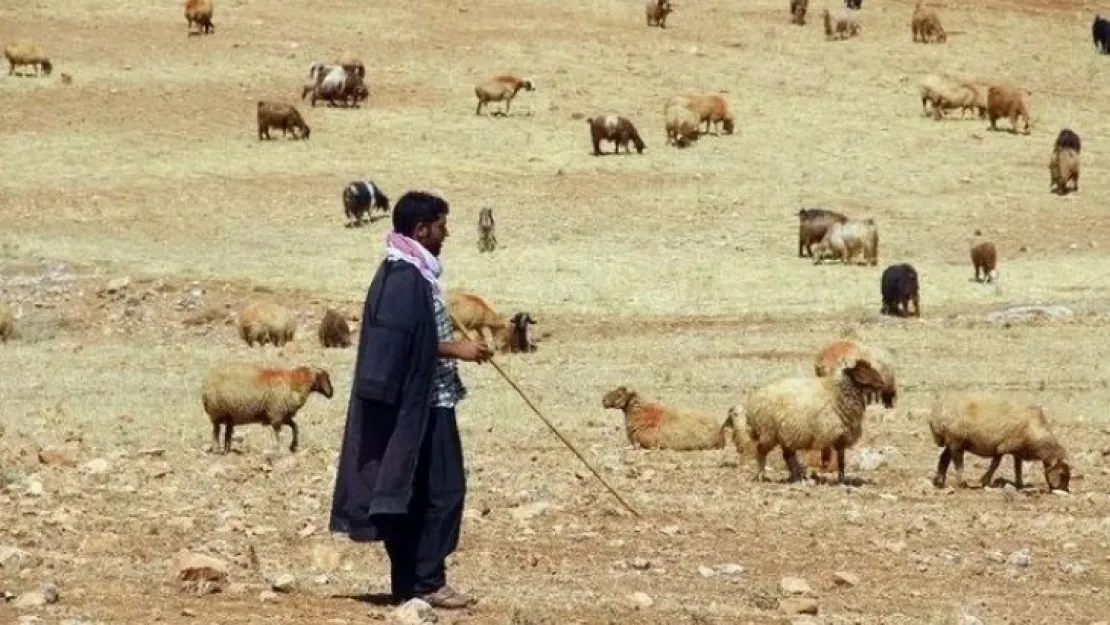 Meralar Kurudu,  Hayvanlar Taş Kemiriyor