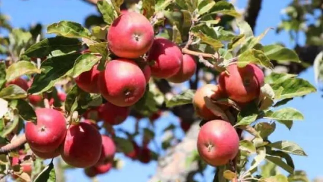 Niğde'de elma üretimi 5 yılda yüzde 25 arttı