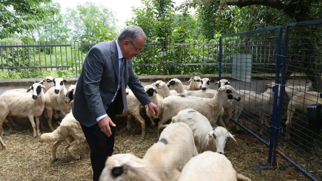 Ordu Belediyesi Koyun Dağıtacak