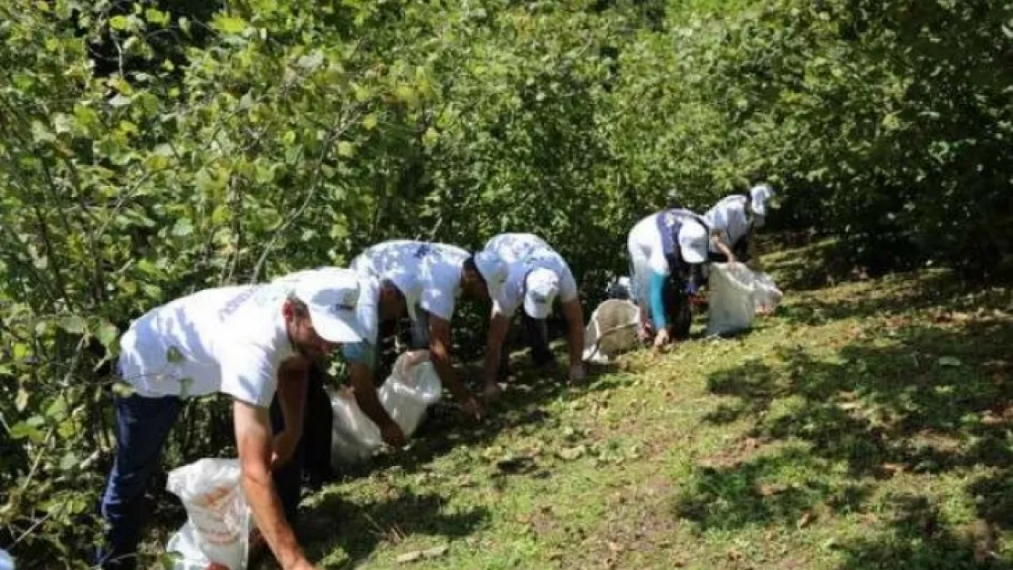 Ordu'da tahmini fındık rekoltesi 167 bin 300 ton