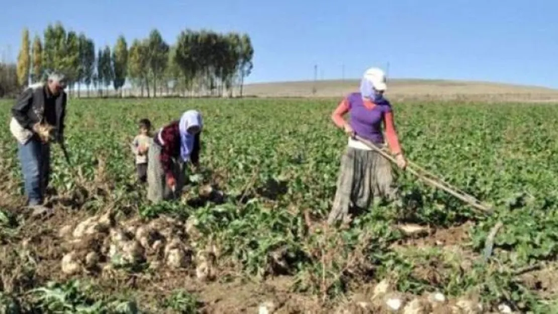 Pancar üreticisi taban fiyat bekliyor