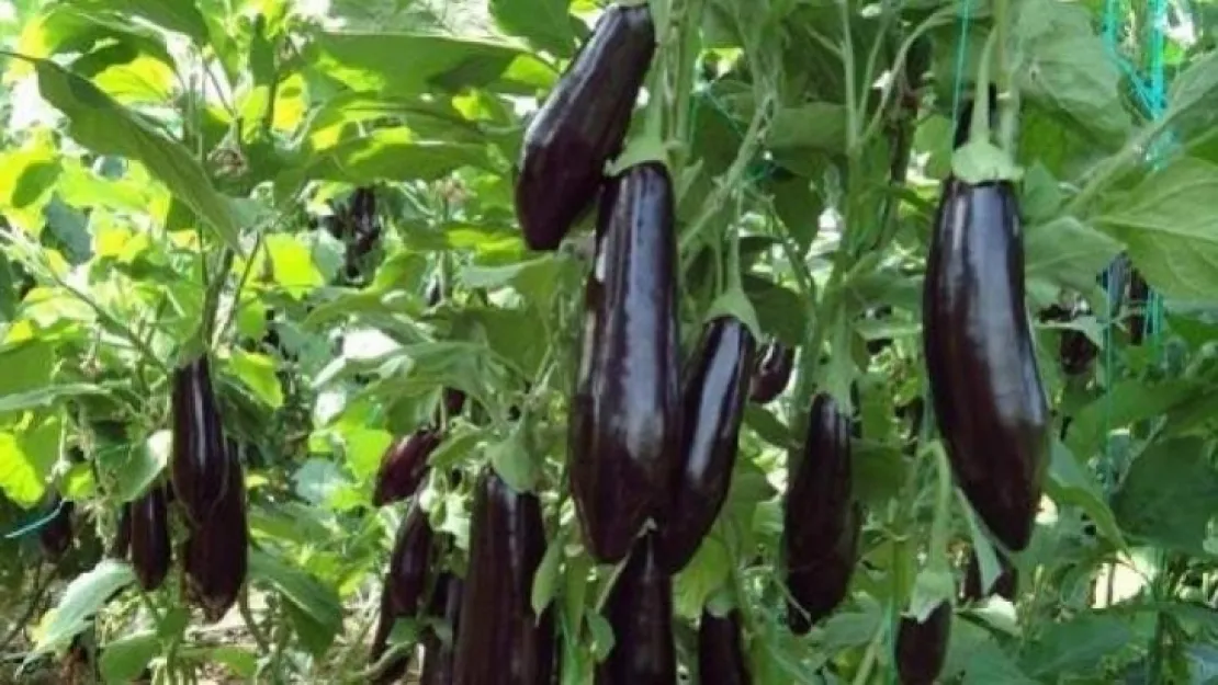 Patlıcan Şampiyon