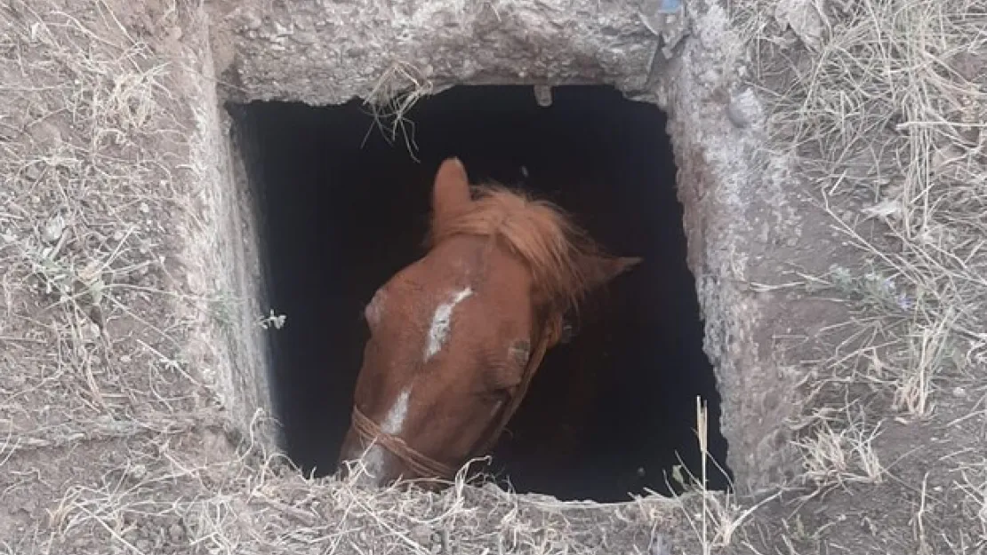 Rögar kuyusuna düşen at için seferber oldular