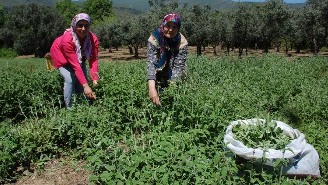 Şarköy 7 Ülkeye Ada Çayı İhraç Ediyor