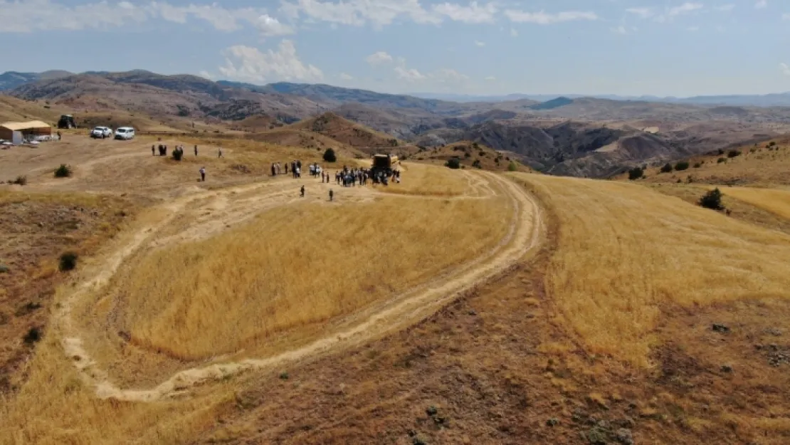 Sivas'ta bulunan bir avuç ata tohumu, 70 ton ürün verdi