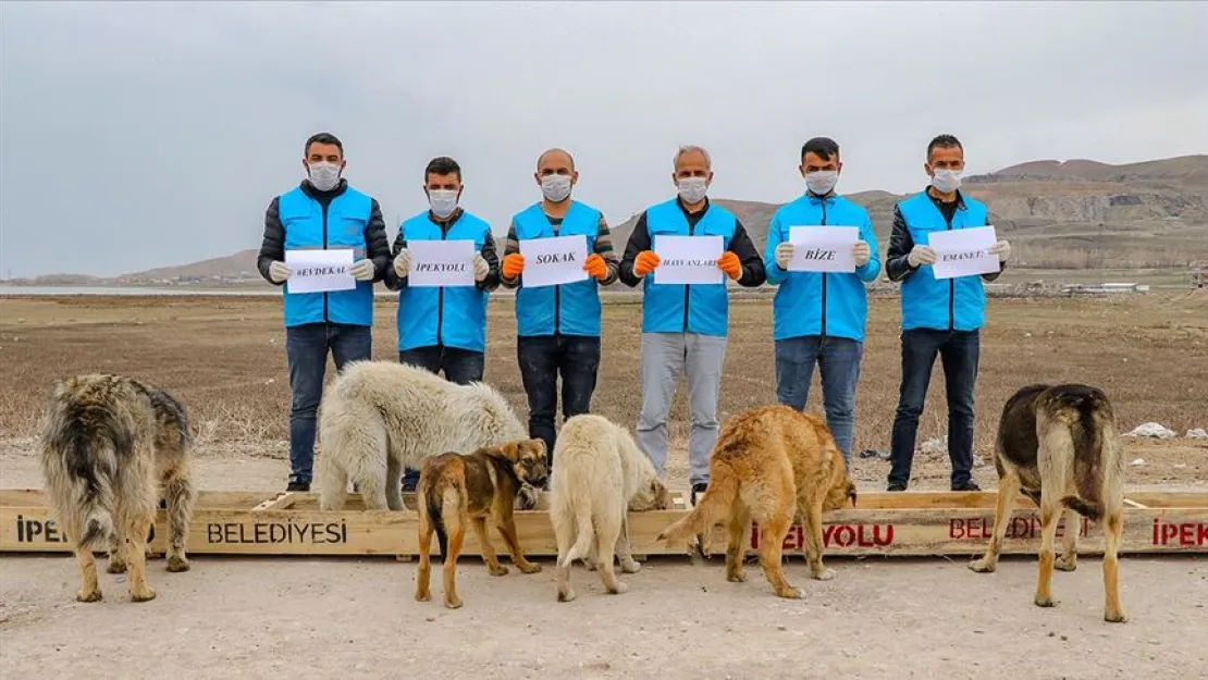 Sokak Hayvanları İçin Genelge