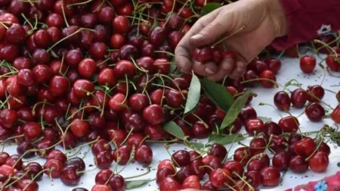 Sultandağı kirazı yüzleri güldürdü