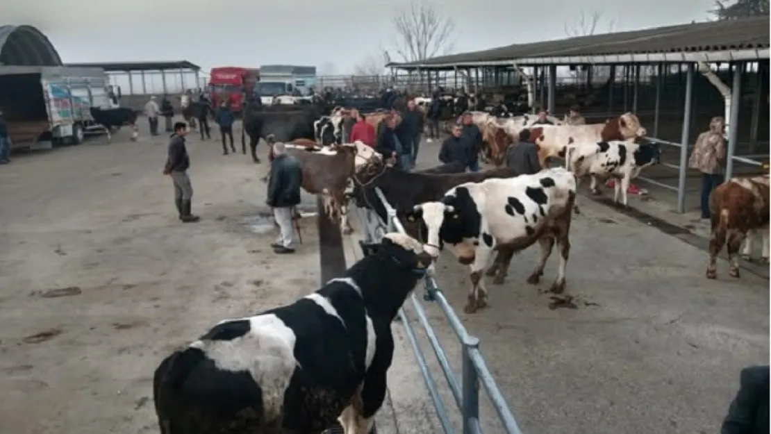 Türkiye genelinde hayvan pazarları kapatıldı