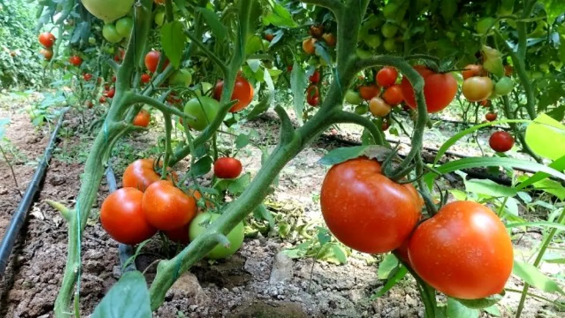 Üretici domateste umduğunu bulamadı