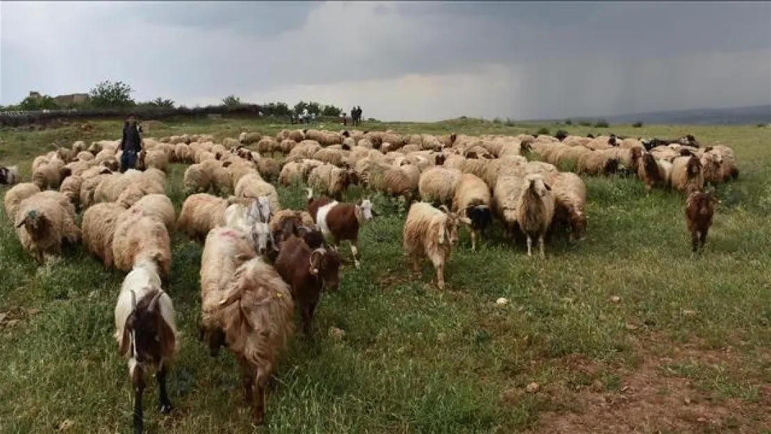 Veba Paniği! Çanakkale Karantina'da