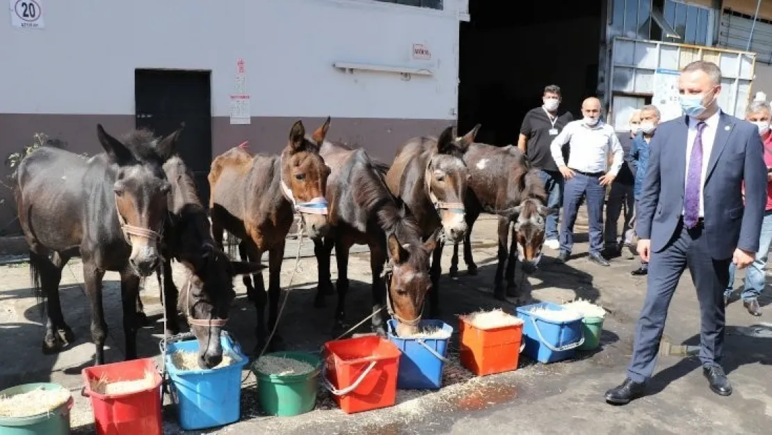 Zonguldak'ın Emektar Katırları Emekliye Ayrıldı