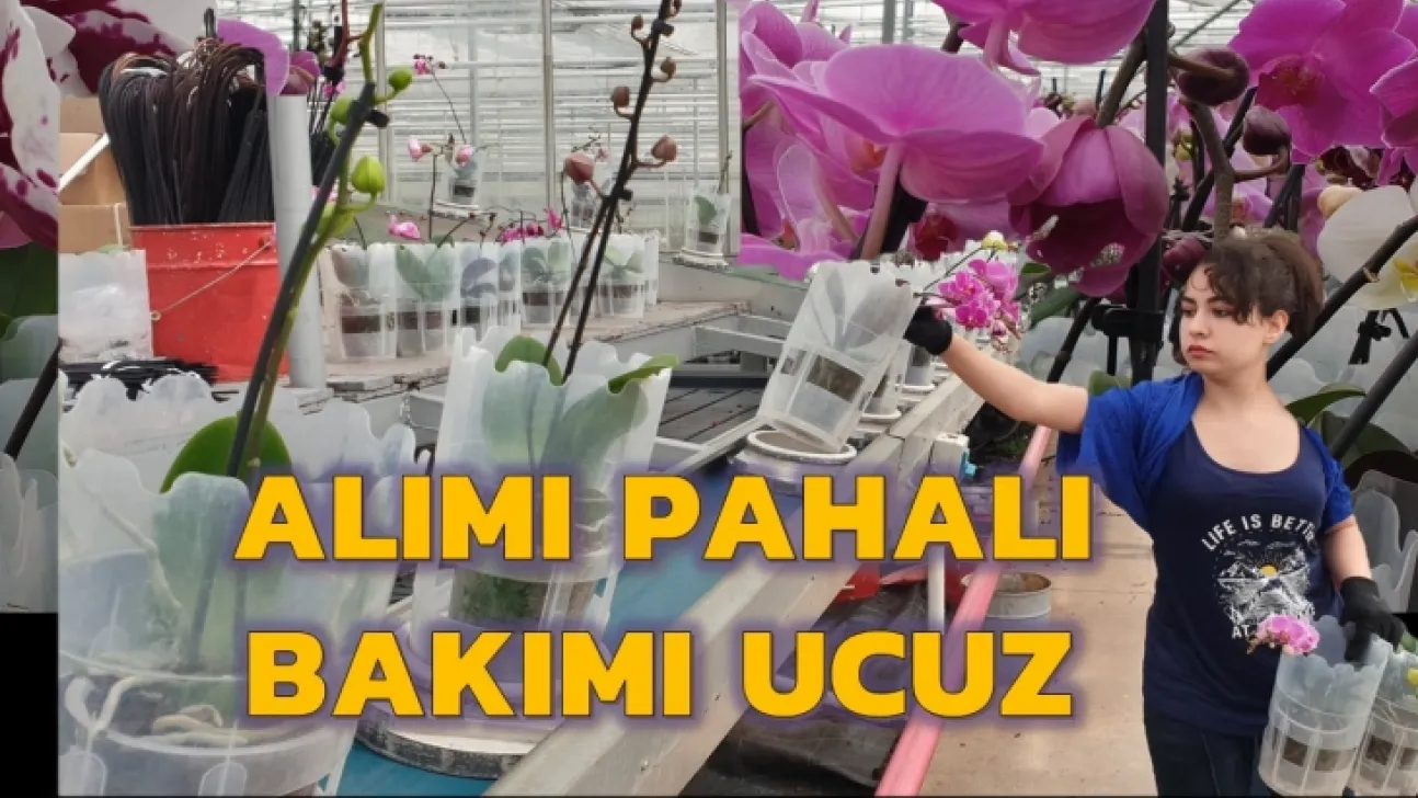 Orkideni Soldurma, Suyunu Çok Doldurma