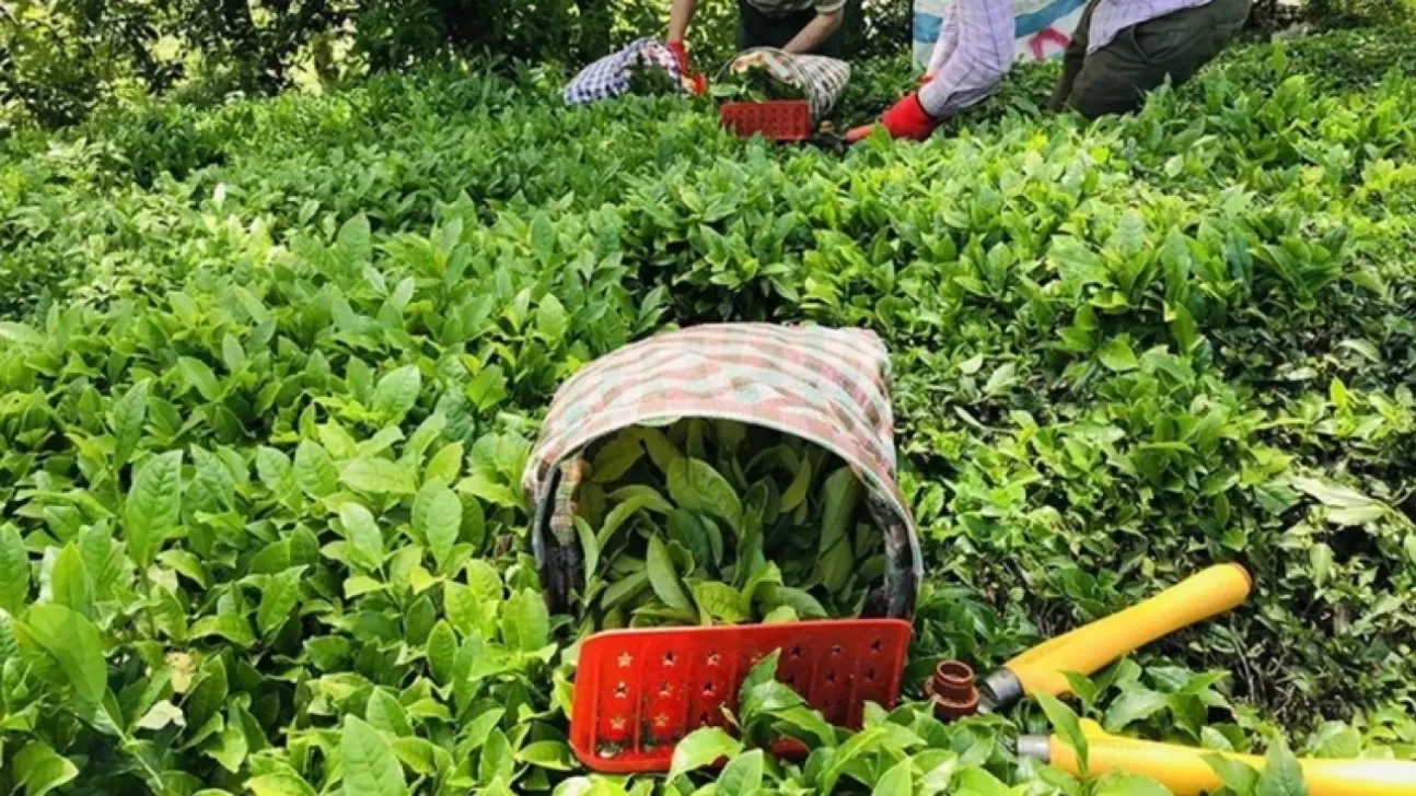 Yaş çay fiyatı açıklandı