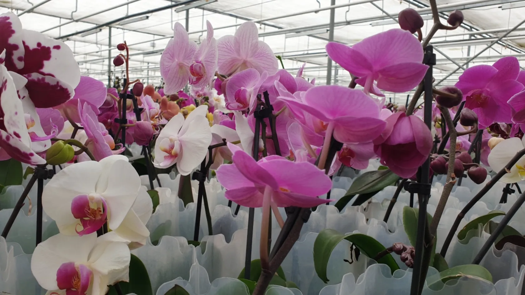 Orkideni Soldurma, Suyunu Çok Doldurma