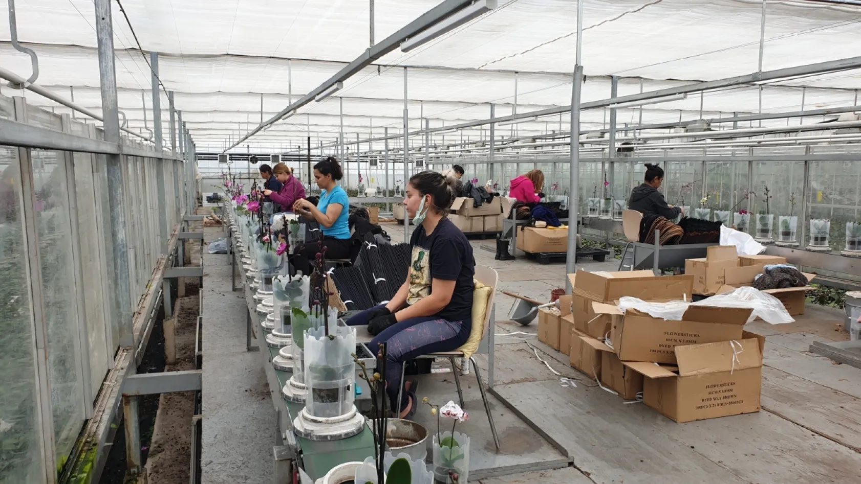 Orkideni Soldurma, Suyunu Çok Doldurma